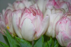 tulipes bouquet dans rose blanc photo