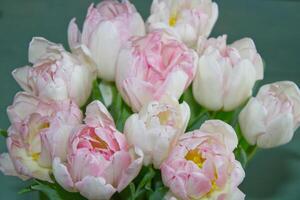 tulipes bouquet dans rose blanc photo