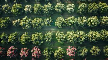 ai généré aérien vue de champ avec des arbres et fleurs photo
