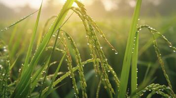 ai généré le rosée point de le paddy dans le de bonne heure Matin photo