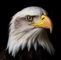 ai généré une noir Contexte contient une chauve d'aigle tête photo