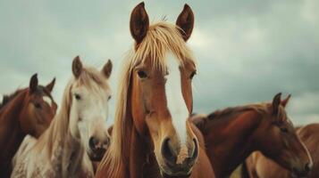 ai généré une groupe de les chevaux à la recherche à le caméra photo