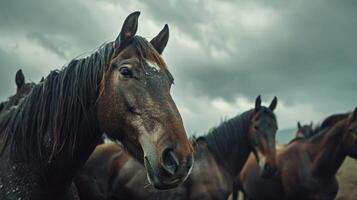 ai généré une groupe de les chevaux à la recherche à le caméra photo