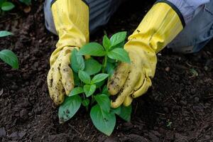 ai généré mains dans gants soins pour une Jeune usine, jardinage concept photo