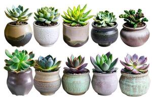 ai généré collection de plantes succulentes dans une pot est isolé sur une blanc Contexte photo