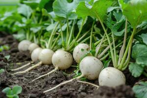 ai généré fraîchement récolté blanc rond un radis dans le jardin Contexte. photo