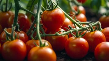 ai généré mûr tomate dans une serre photo