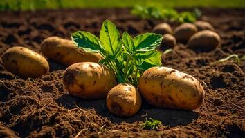 ai généré Patate récolte sur le sol proche en haut photo