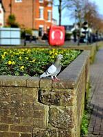 portrait de une pigeon. photo