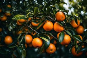 ai généré Orange arbre avec mûr des oranges sur il photo