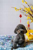 adorable noir caniche chien séance sur le sien lit avec chinois Nouveau année dragon robe cette avoir pendaison pendentif mot signifier bénédiction et Jaune Cerise fleurir. photo