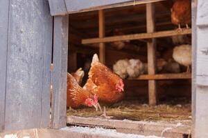 une troupeau de poulets dans une poulet coopérative sur un éco cultiver, en plein air poulet ferme photo