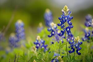 ai généré printemps champ de bonnets bleus dans plein Floraison en dessous de lumière du soleil photo