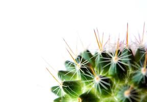 mammillaria cactus isolé sur blanc Contexte photo