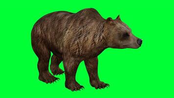 marron ours sur vert écran photo