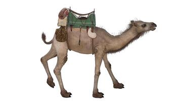 chameau sur une blanc Contexte photo