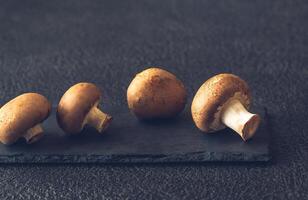 Suisse marron champignons photo