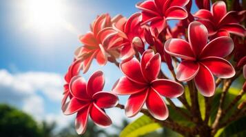 ai généré vibrant rose plumeria fleurs dans lumière du soleil photo