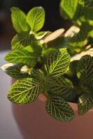 fermer de une magnifique texturé fittonia feuille. photo