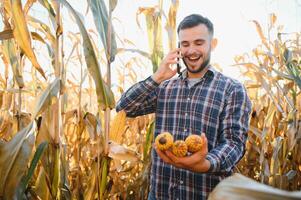 une homme inspecte une blé champ et regards pour nuisibles. réussi agriculteur et agro affaires photo