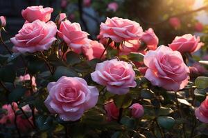 ai généré le enchanteur beauté de après le pluie rose des roses photo