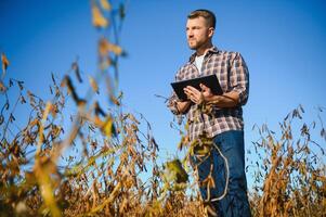 agronome inspecte soja surgir dans agricole champ - agro concept - agriculteur dans soja plantation sur cultiver. photo