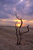 le coucher du soleil sur le plage de le baltique mer. l'amour arbre, arbuste dans le le sable sur le Ouest plage photo