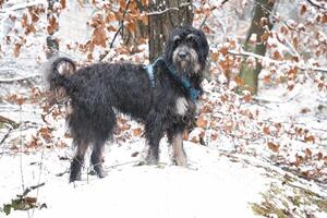 goldendoodle dans le neige. neigeux forêt. noir frisé fourrure avec lumière marron marquages photo