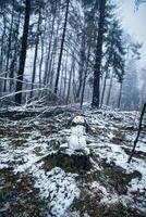 bonhomme de neige sur une arbre souche avec carotte, boutons, branches, pin aiguilles comme cheveux photo