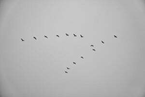 grues mouche dans v formation dans le ciel. migratoire des oiseaux sur le darse. noir blanc photo