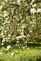 épanouissement Pomme arbre branches avec blanc fleurs fermer. photo