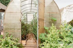 grand serres pour croissance fait maison des légumes. le concept de jardinage et la vie dans le pays. photo