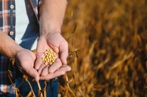 une blanc Les agriculteurs mains montrant certains Jaune soja et marron gousses. séché céréales, soja haricot cultivation prêt à être récolté dans le Sud de Brésil. photo