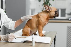 femelle vétérinaire examiner français bouledogue photo