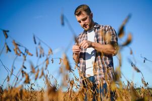 agronome inspecte soja surgir dans agricole champ - agro concept - agriculteur dans soja plantation sur cultiver. photo