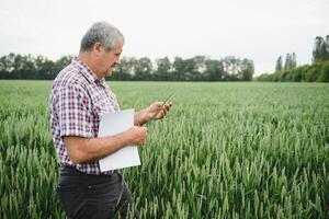 Sénior homme inspecter blé dans blé champ photo