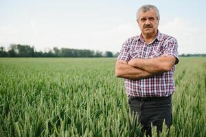 portrait de Sénior agriculteur permanent dans vert blé champ. photo