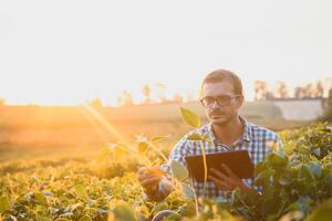 une agriculteur inspecte une vert soja champ. le concept de le récolte photo