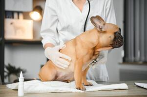 de bonne humeur Jeune vétérinaire prise se soucier et examiner une magnifique animal de compagnie chien français bouledogue photo