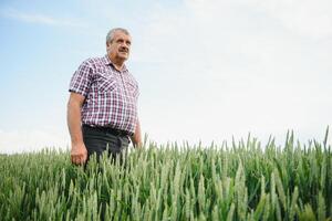 Sénior homme inspecter blé dans blé champ photo