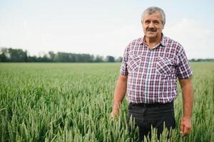 expérimenté et sur de soi agriculteur des stands sur le sien champ. portrait de Sénior agriculteur agronome dans blé champ. photo