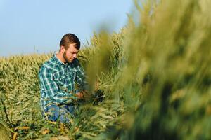 Jeune agriculteur dans une blé champ avant le récolte. photo