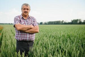 expérimenté et sur de soi agriculteur des stands sur le sien champ. portrait de Sénior agriculteur agronome dans blé champ. photo