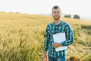 une agriculteur dans une blé champ chèques le qualité de cultures. photo