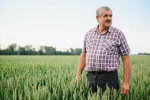portrait de Sénior agriculteur agronome dans blé champ à la recherche dans le distance. réussi biologique nourriture production et cultivation photo