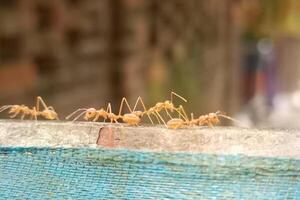 okophila smargadine ou asiatique tisserand magnifique fourmi photo