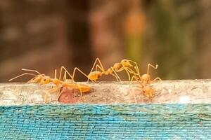okophila smargadine ou asiatique tisserand magnifique fourmi photo