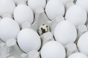 blanc brut poulet des œufs et seul Caille Oeuf dans une plateau côté vue photo