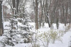 le des arbres couvert par neige. photo