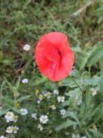 rouge coquelicot dans le champ, proche en haut. photo